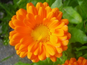 Calendula