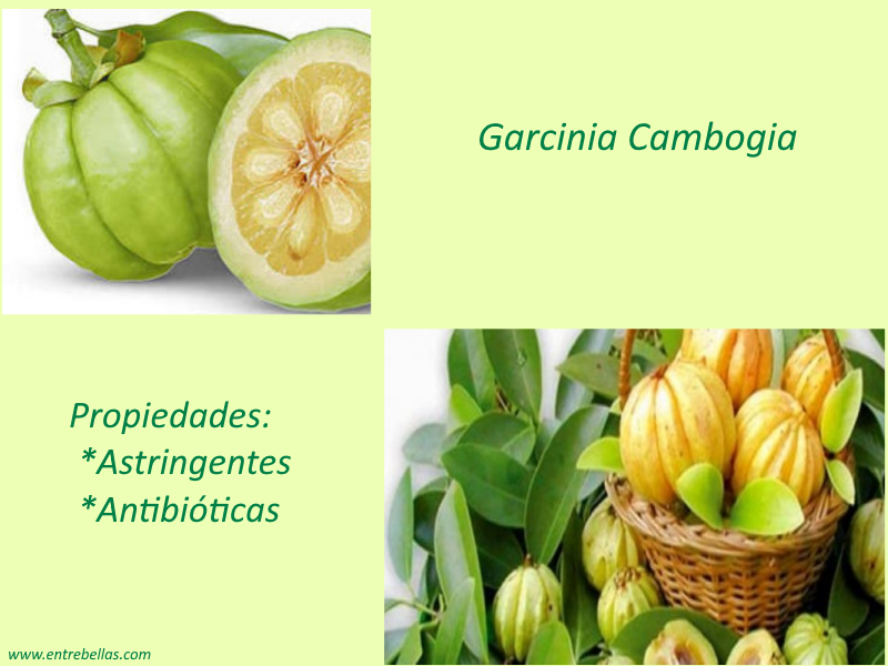 garcinia cambogia